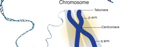 How Many Chromosomes Do Humans Have? - Yoors