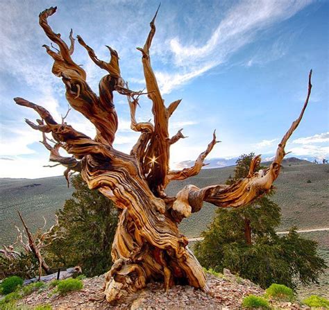 The world's OLDEST living tree, Methuselah is a 4,847-year-old Great Basin bristlecone pine tree ...