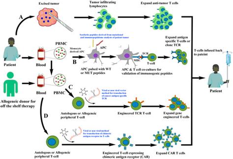 Vaccines | Free Full-Text | T Cell Based Immunotherapy for Cancer ...