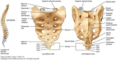 Sacral Hiatus | Anatomy and physiology, Skeletal system anatomy, Anatomy bones