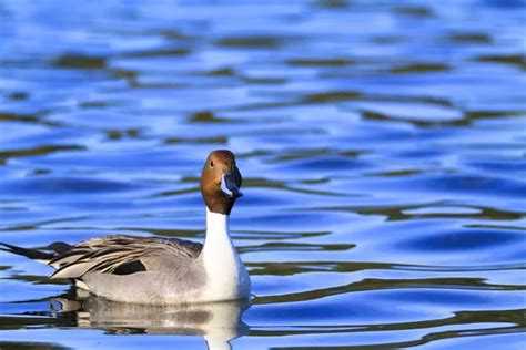 Canard blanc Stock Photos, Royalty Free Canard blanc Images | Depositphotos