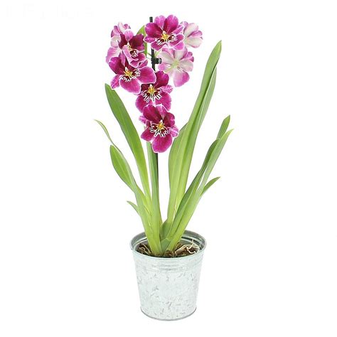 Miltonia orchid delivery - Orchid - Foliflora