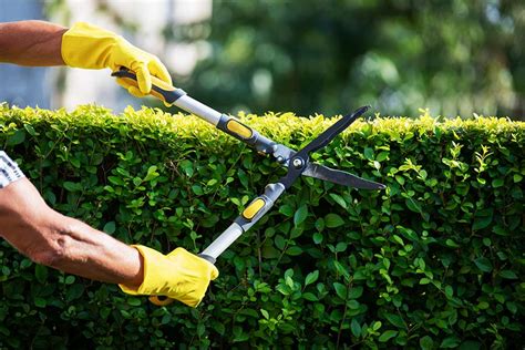 Why trimming hedges in winter is better than spring | RACV