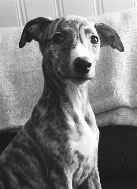 Tinka. Black brindle whippet-tispe. (With images) | Dog expressions ...