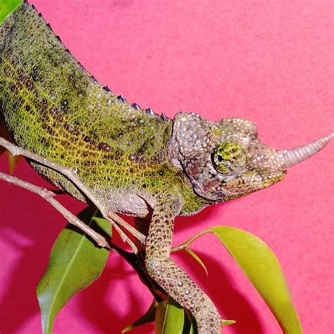 Jacksons Chameleons adult female