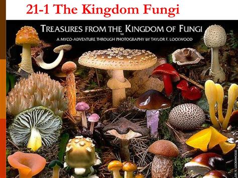 PPT - The Kingdom Fungi PowerPoint Presentation, free download - ID:550822