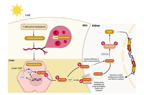 Metabolic route of 1,25 dihydroxyvitamin D3 synthesis. Firstly,... | Download Scientific Diagram