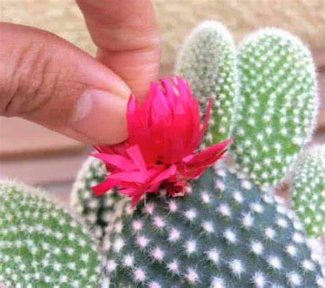 Do Stores Glue Fake Flowers On Cactus? Why and What To Do - Succulent ...