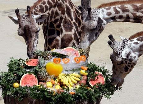 Giraffes Eat Fruits Chilled On Ice Editorial Stock Photo - Stock Image | Shutterstock