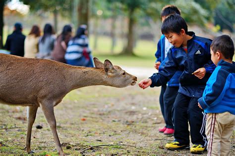 Everything You Need to Know About Visiting Nara Deer Park, Japan