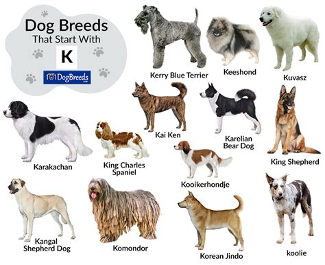 How Did Dog Breeds Originate