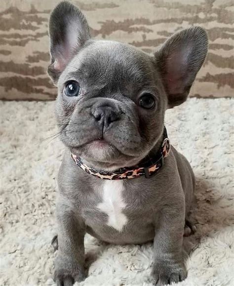 Blue French Bulldog - Aka Blue Frenchie (9 Best Things) - FBDT