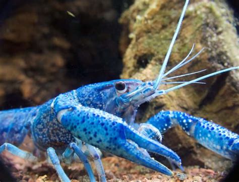 Electric Blue Crayfish: The Only Care Guide You Need