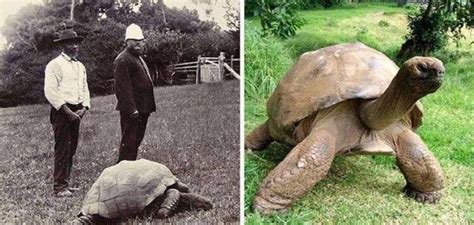 These two photos both feature the same Aldabra giant tortoise named Jonathan. The photo on the ...