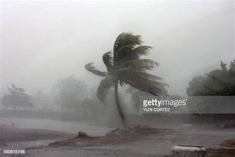 Hurricane Palm Tree Photos and Premium High Res Pictures - Getty Images