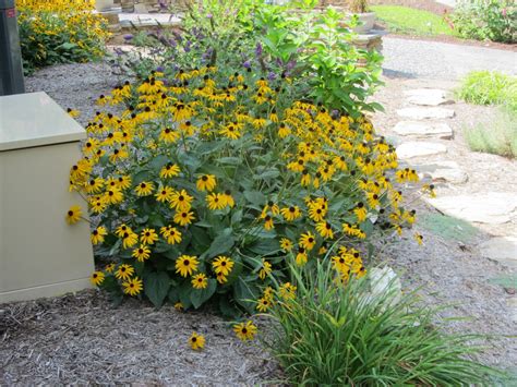 Birds, Blooms, Books, etc: Maryland State Flower