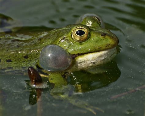 Free Images : wildlife, green, toad, amphibian, close, fauna, tree frog, eyes, creature, animal ...