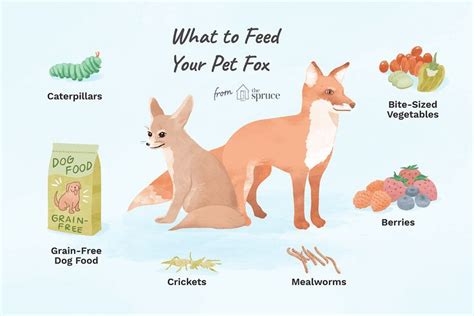 The Best Foods and Diet for Your Pet Fox | Pet fox, Fox eat, Pets