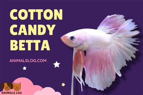 Cotton Candy Betta: All You Need To Know - Animals Log