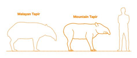 Mountain Tapir (Tapirus pinchaque) Dimensions & Drawings | Dimensions.com