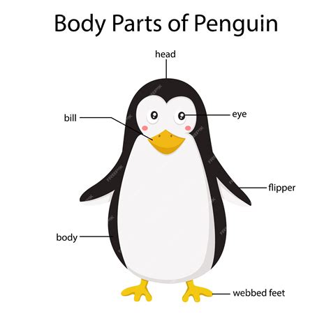 Premium Vector | Illustrator of body parts of penguin