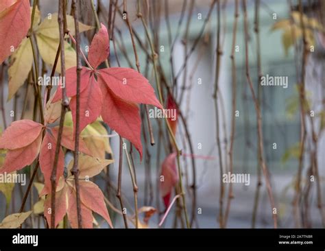 Virginia creeper trailing ivy, also known as American ivy, photographed ...