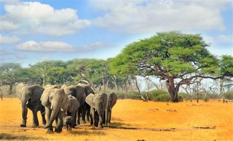 Zimbabwe safari and travel tips - Sharing knowledge