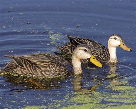 Mottled Duck Facts, Range, Habitat, Reproduction, Diet, IUCN