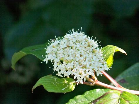 Cornus sanguinea | Name That Plant