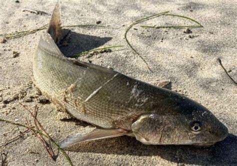 Common Fish Species, Limits, and Other Regulations for Surf Fishing