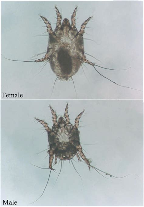 Frontiers | Transcriptome Analysis of Otodectes cynotis in Different Developmental Stages ...