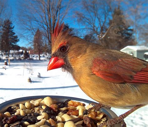 Photos of a Variety of Feeding Birds