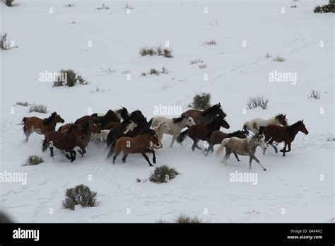 Wild Horses Running In Snow High Resolution Stock Photography and ...