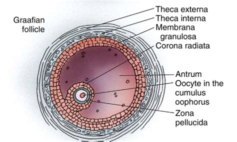 Female Reproductive Histology Notes – Medical Histology – Jacobs School ...