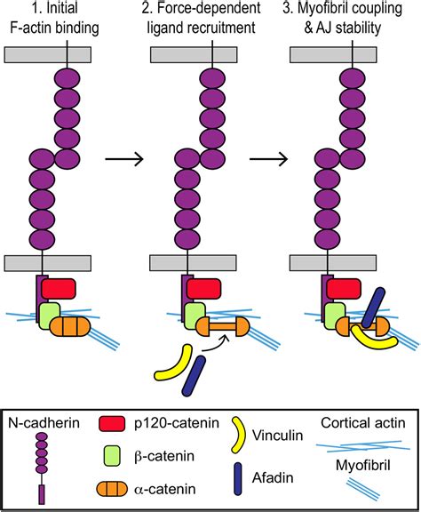 Vinculin anchors contractile actin to the cardiomyocyte adherens junction | Molecular Biology of ...