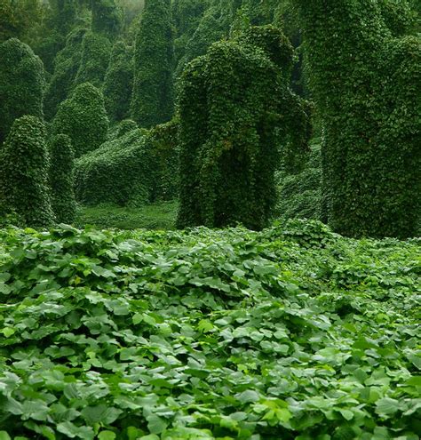 The Story Behind Kudzu, the Vine That's Still Eating the South | Vines, Invasive plants, Plants