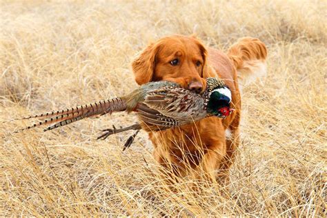 The Best Hunting Dogs In The World | Outdoor Warrior