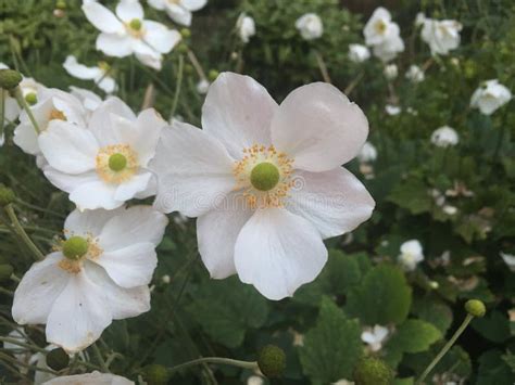 White & pure flowers stock image. Image of summer, season - 952671