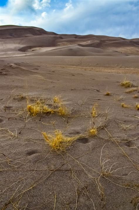 Desert Plants, Great Sand Dunes National Park, Colorado, US Stock Image ...