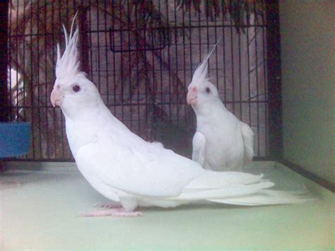 Albino Cockatiels | Cockatiel, Funny birds, Baby budgies