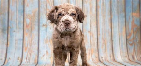 Mini Hippo Dog - A Guide To The Shar Pei Cocker Spaniel Mix