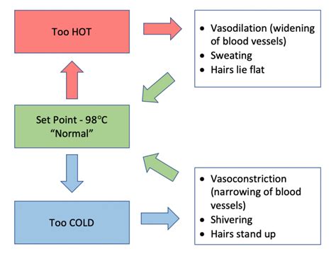 Spotlight on Homeostasis – MHCC Biology 112: Biology for Health Professions