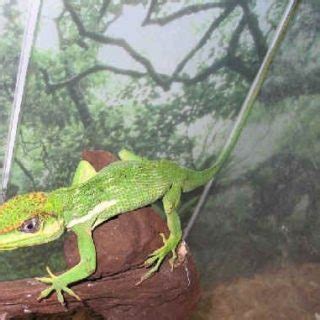 Knight Anole Facts and Pictures