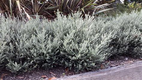 Westringia fruticosa 'Zena' - Alpine Nurseries