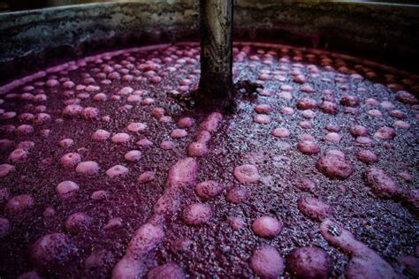 Co-Fermentation of Syrah and Viognier for a Better Wine - Ridge Vineyards