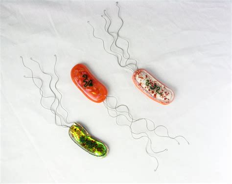 Vibrio fischeri Bacteria by trilobiteglassworks on deviantART