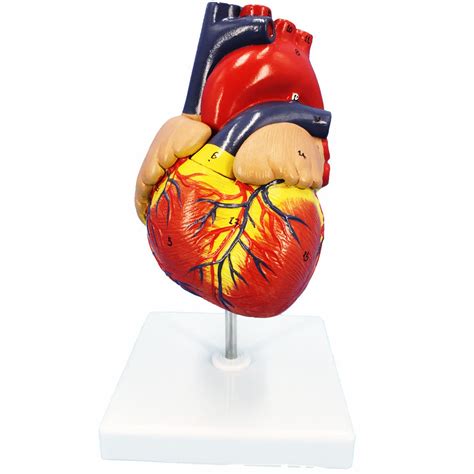 Buy Veipho Heart Model, Heart Model Anatomy with Stand, Human Heart ...