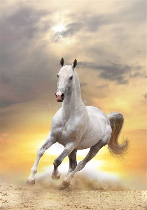 White horse in sunset stock image. Image of forward, beast - 21620441