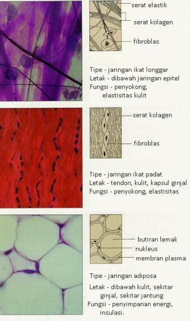 ILMU 212: Jaringan penguat (Penyokong) Hewan