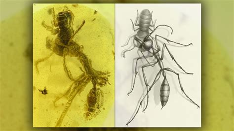 Scythelike jaws of Cretaceous 'hell ant' clutch a baby cockroach in an ...